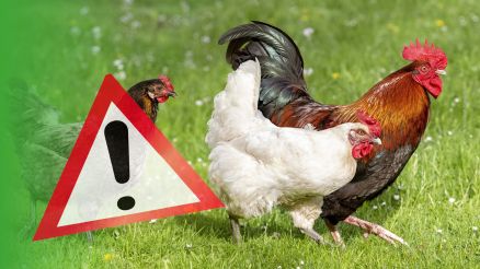 Geflügelpest in Delbrück-Lippling ausgebrochen